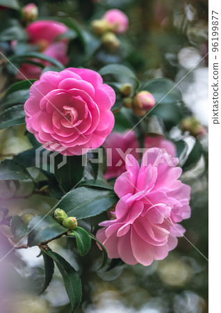 pink petal sasanqua 96199877