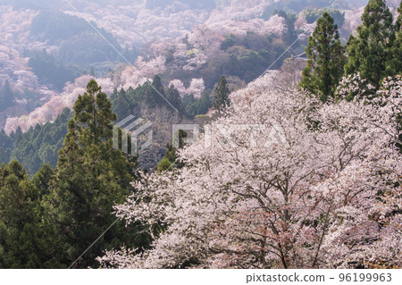 Mount Yoshino's Senbonzakura, Hitome Senbonzakura, Japan's number one cherry blossom viewing spot, a World Heritage tourist destination, Nara's sightseeing spot 96199963