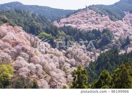 Mount Yoshino's Senbonzakura, Hitome Senbonzakura, Japan's number one cherry blossom viewing spot, a World Heritage tourist destination, Nara's sightseeing spot 96199966