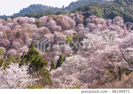Mount Yoshino's Senbonzakura, Hitome Senbonzakura, Japan's number one cherry blossom viewing spot, a World Heritage tourist destination, Nara's sightseeing spot 96199971
