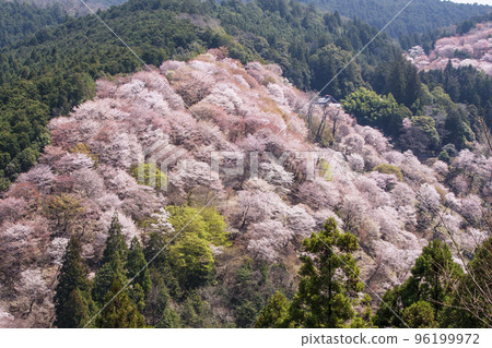 Mount Yoshino's Senbonzakura, Hitome Senbonzakura, Japan's number one cherry blossom viewing spot, a World Heritage tourist destination, Nara's sightseeing spot 96199972