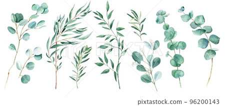 Green eucalyptus, olives and pistachio branches isolated on white background. Willow, silver dollar, true blue, baby and seeded eucalyptus. Watercolor greenery set. Green eucalyptus, olives and pistachio branches isolated on white background. Willow, silver dollar, true blue, baby and seeded eucalyptus. Watercolor greenery set. 96200143
