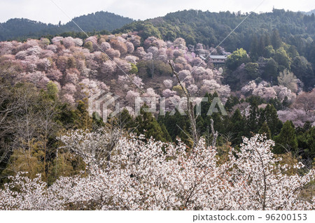 Mount Yoshino's Senbonzakura, Hitome Senbonzakura, Japan's number one cherry blossom viewing spot, a World Heritage tourist destination, Nara's sightseeing spot Mount Yoshino's Senbonzakura, Hitome Senbonzakura, Japan's number one cherry blossom viewing spot, a World Heritage tourist destination, Nara's sightseeing spot 96200153