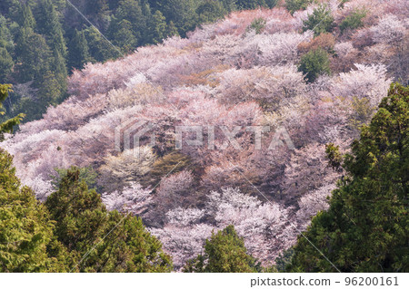 Mount Yoshino's Senbonzakura, Hitome Senbonzakura, Japan's number one cherry blossom viewing spot, a World Heritage tourist destination, Nara's sightseeing spot 96200161