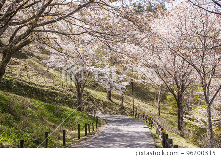 Mount Yoshino's Senbonzakura, Hitome Senbonzakura, Japan's number one cherry blossom viewing spot, a World Heritage tourist destination, Nara's sightseeing spot 96200315