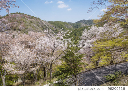 吉野山千櫻、瞳千櫻、七曲坂、日本第一櫻花觀賞地、世界遺產吉野山 96200316