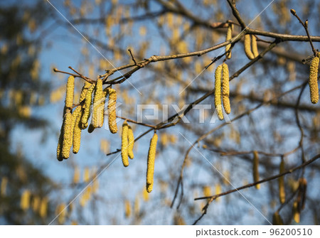 yellow pods of the common hazel tree yellow pods of the common hazel tree 96200510