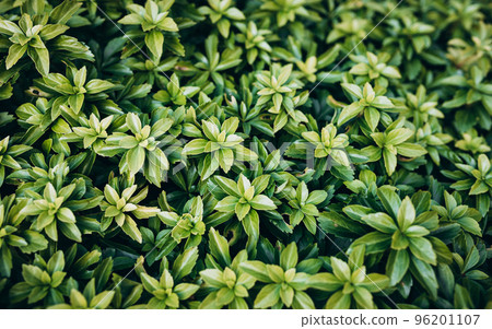 Japanese pachysandra or Pachysandra terminalis. Beautiful nature Green plant background. Japanese pachysandra or Pachysandra terminalis. Beautiful nature Green plant background. 96201107
