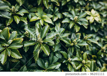 Japanese pachysandra or Pachysandra terminalis. Beautiful nature Green plant background. Japanese pachysandra or Pachysandra terminalis. Beautiful nature Green plant background. 96201111