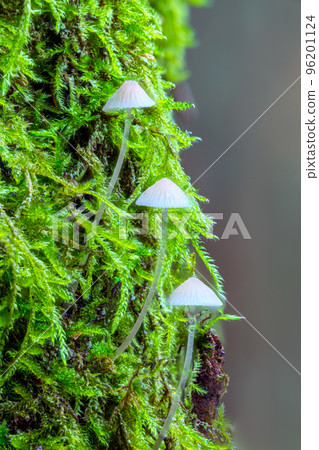 White mushrooms in the forest, Mycena piringa mushrooms 96201124