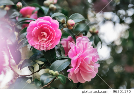 Pink sasanqua flower Pink sasanqua flower 96201170