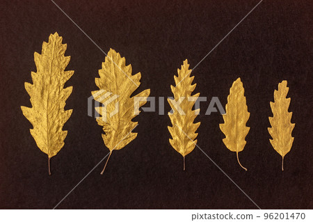 Oak golden leaves on dark background. Autumn concept. 96201470