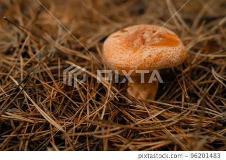 Young saffron milk cap - Lactarius deliciosus on autumn forest background with pine needles, close Young saffron milk cap - Lactarius deliciosus on autumn forest background with pine needles, close 96201483