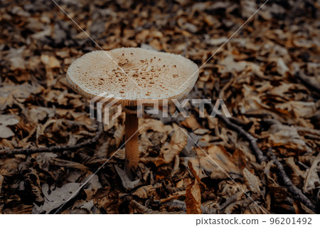 Parasol mushroom - Macrolepiota procera on autumn leaves in forest, close-up view. Harvest, fungi Parasol mushroom - Macrolepiota procera on autumn leaves in forest, close-up view. Harvest, fungi 96201492