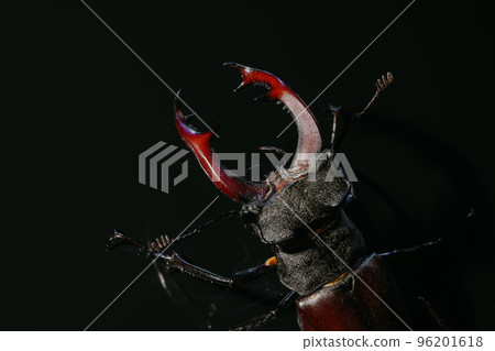 Beautiful insect listed in Red List, largest rare male stag in europe - Lucanus cervus. Horned Beautiful insect listed in Red List, largest rare male stag in europe - Lucanus cervus. Horned 96201618