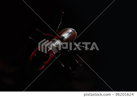 Beautiful insect listed in Red List, largest rare male stag in europe - Lucanus cervus. Horned Beautiful insect listed in Red List, largest rare male stag in europe - Lucanus cervus. Horned 96201624