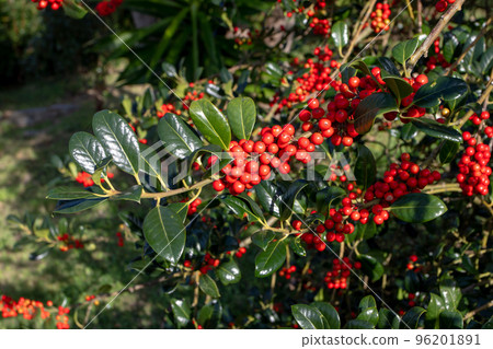 Ilex aquifolium, the holly, common holly, English holly, European holly or Christmas holly plant Ilex aquifolium, the holly, common holly, English holly, European holly or Christmas holly plant 96201891
