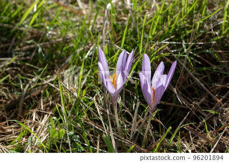 Colchicum autumnale, autumn crocus, meadow saffron flowers 96201894