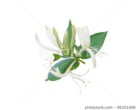 Honeysuckle or Lonicera branch with flowers and leaves isolated on white Honeysuckle or Lonicera branch with flowers and leaves isolated on white 96201896