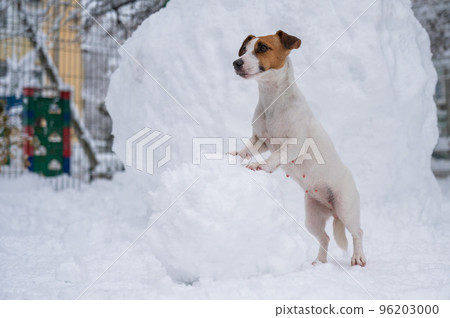 Jack Russell Terrier dog making a snowman outdoors in winter.  96203000