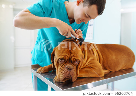 Young man veterinarian examining dog on table in veterinary clinic. Medicine,animals, health care 96203764