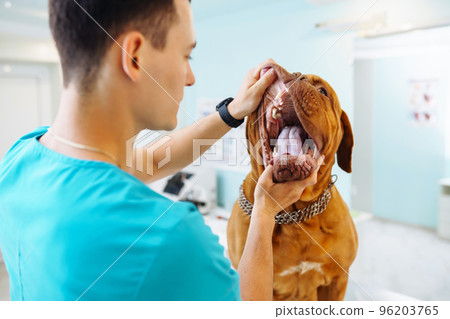 Young man veterinarian examining dog on table in veterinary clinic. Medicine,animals, health care 96203765