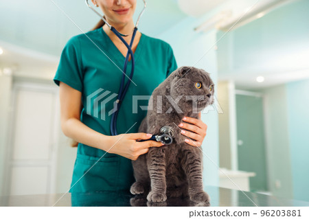 Woman veterinarian examining cat on table in veterinary clinic. Healthcare, medicine treatment of pets. Woman veterinarian examining cat on table in veterinary clinic. Healthcare, medicine treatment of pets. 96203881
