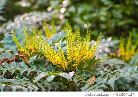 Flowering plant with bright yellow flowers close-up. Mahonia japonica 96204124