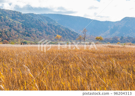 Burning autumn Oze colored with colored leaves Burning autumn Oze colored with colored leaves 96204313