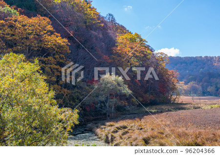 Burning autumn Oze colored with colored leaves Burning autumn Oze colored with colored leaves 96204366