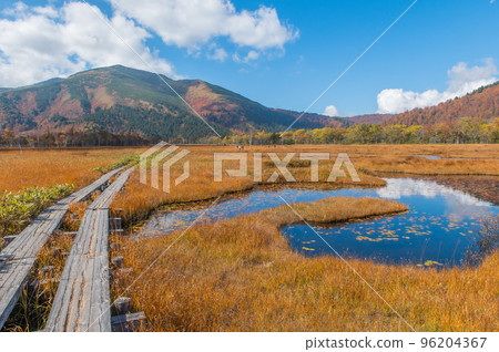 Burning autumn Oze colored with colored leaves 96204367