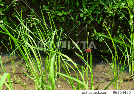 Rice terraces, rice sprouts. Palm trees, jungle. Blossoming life. Bali. 96204430
