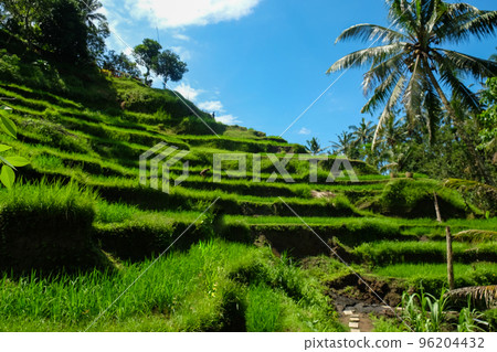 Rice terraces, rice sprouts. Palm trees, jungle. Blossoming life. Bali. Rice terraces, rice sprouts. Palm trees, jungle. Blossoming life. Bali. 96204432