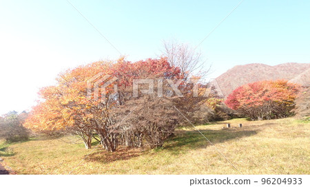 Autumn leaves tree by Esan Tsutsuji Park 96204933