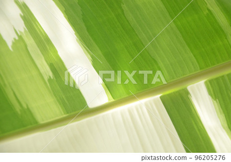 A world of beautiful leaf patterns (banana leaves with beautiful green and white speckles) 96205276