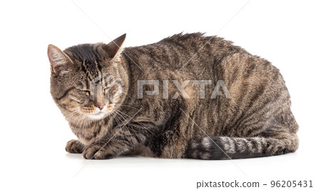Large European tabby cat lying 96205431