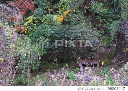 Mt. Minobu deer family Mt. Minobu deer family 96205447