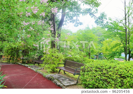 胡蘿蔔胡蘿蔔花 胡蘿蔔胡蘿蔔花 96205456