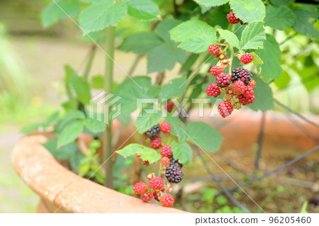 Blackberry fruit Blackberry fruit 96205460