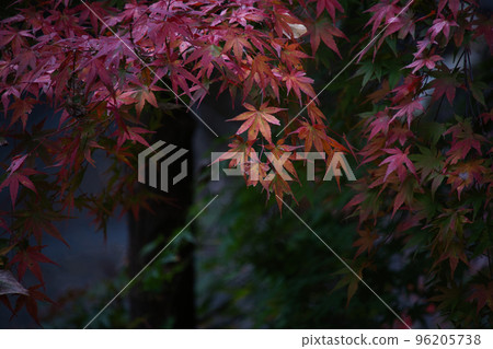 Minobu Kuonji 山的聖日蓮陵 Minobu Kuonji 山的聖日蓮陵 96205738
