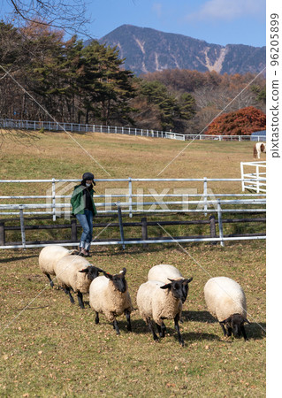 Sheep in Yamanashi Prefectural Makiba Park 96205899