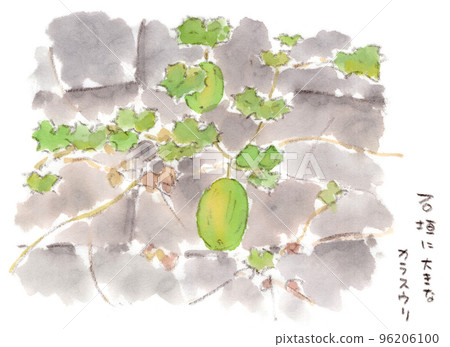 掛在與石牆纏繞的藤蔓上的大烏鴉葫蘆果(大烏鴉葫蘆)的水彩插圖 掛在與石牆纏繞的藤蔓上的大烏鴉葫蘆果(大烏鴉葫蘆)的水彩插圖 96206100