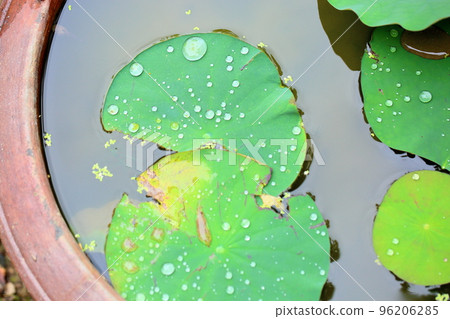 Lotus leaf water drop 96206285