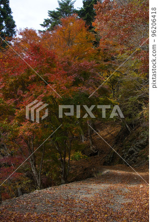 Mt. Minobu Hiking West Course Autumn Leaves Mt. Minobu Hiking West Course Autumn Leaves 96206418