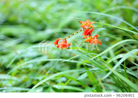 Fox of a foxtail Fox of a foxtail 96206901