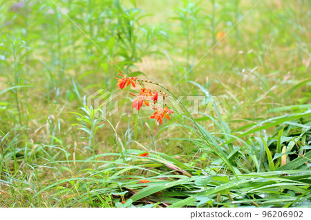 Fox of a foxtail Fox of a foxtail 96206902