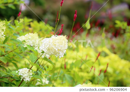 Noryutsugi flowers 96206904