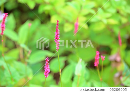Persicaria flower 96206905