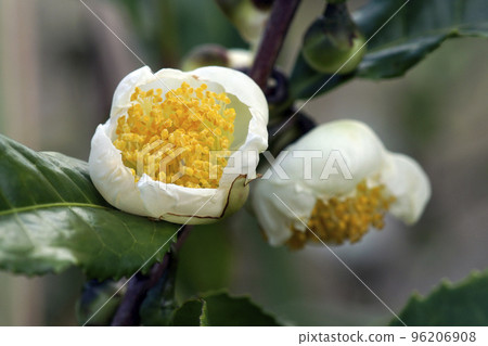 cute little white tea flowers 96206908
