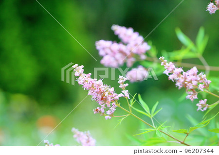 胡蘿蔔胡蘿蔔花 96207344